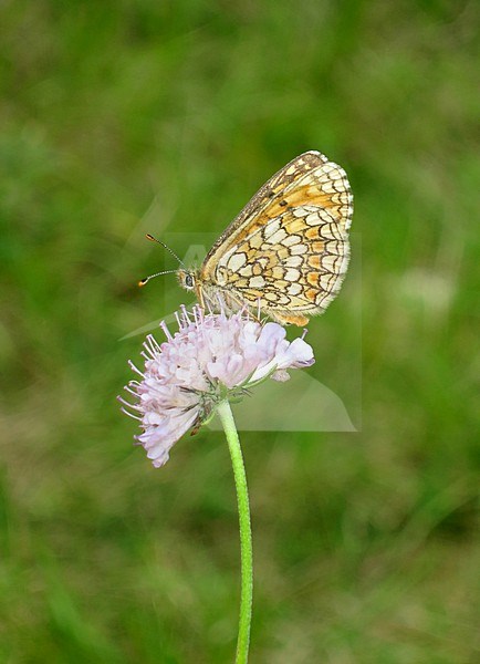 Heath Fritillary, Melitaea athalia, along the GR 65, Via Podiensis, in France. stock-image by Agami/Marc Guyt,