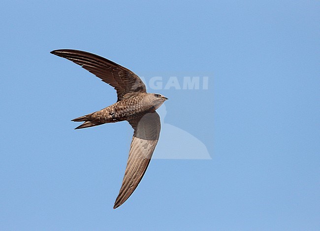 Pallid Swift (Apus pallidus) in flight in Spain. stock-image by Agami/Ran Schols,