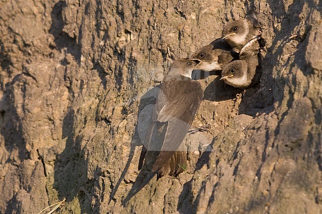 Oeverzwaluw met jongen in nestopening; Sand Martin with young in nest opening stock-image by Agami/Han Bouwmeester,