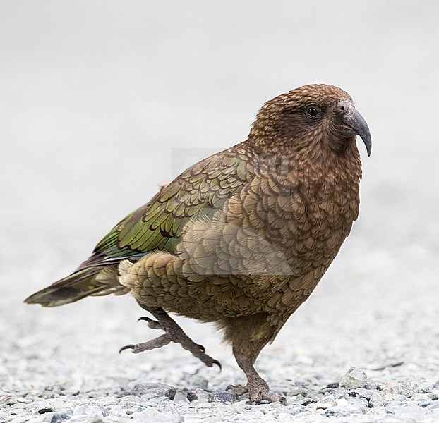 Endangered Kea (Nestor notabilis) at the Homer Tunnel, South Island, New Zealand stock-image by Agami/Marc Guyt,