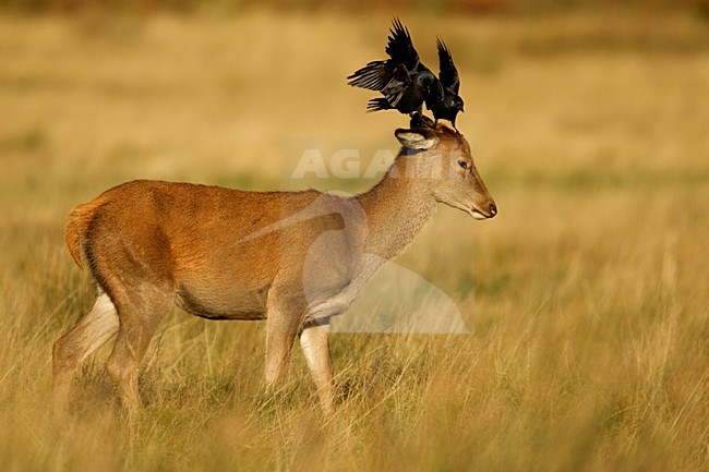 Vrouwtje Edelhert met Kauwen, Red Deer female with Western Jackdaw stock-image by Agami/Danny Green,