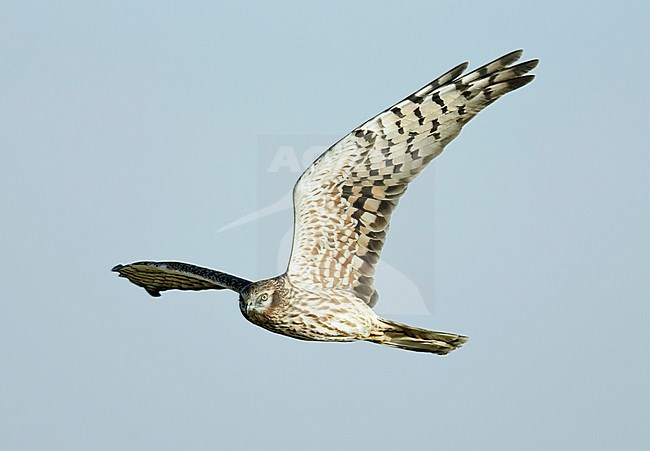 Montagu's Harrier (Circus pygargus) adult female stock-image by Agami/Dick Forsman,