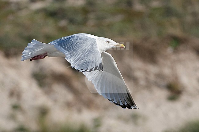 Adult American Herring Gull (Larus smithsonianus) in flight in Spain. Rare vagrant from North America to Europe. stock-image by Agami/Dani Lopez-Velasco,