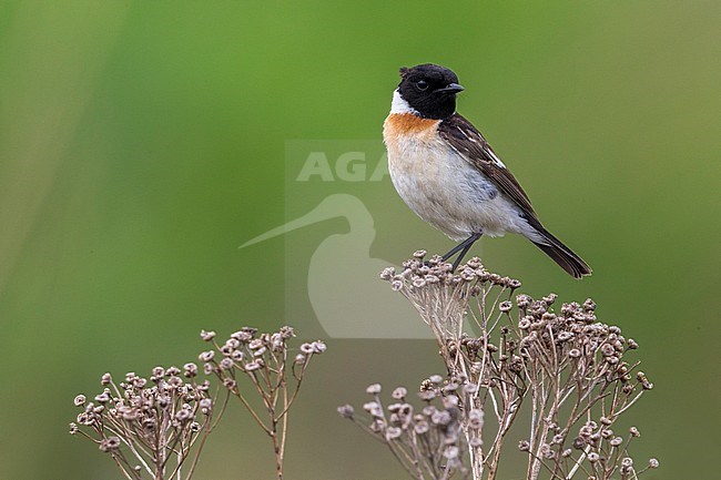 Aziatische Roodborsttapuit; Siberian Stonechat stock-image by Agami/Daniele Occhiato,