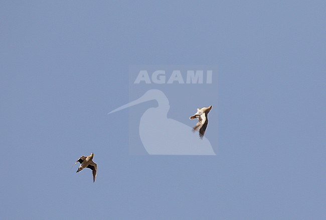 Kroonzandhoen, Crowned Sandgrouse, Pterocles coronatus stock-image by Agami/James Eaton,