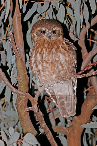 Southern Boobook (Ninox boobook) perched in a tree at night in Australia. It is the smallest owl on the Australian mainland. stock-image by Agami/Pete Morris,