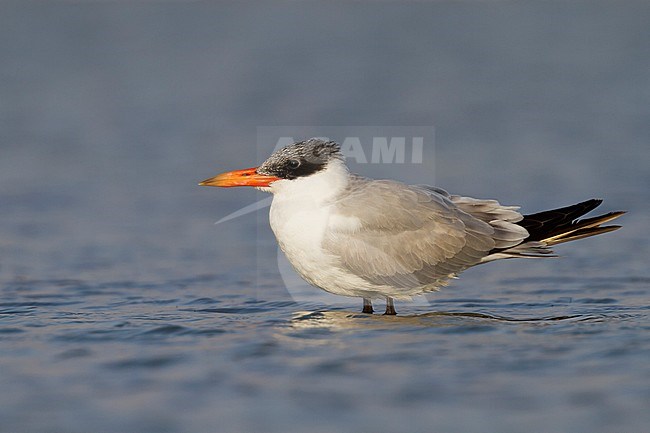 Reuzenstern; Caspian Tern, Hydroprogne caspia, Oman, 2nd cy stock-image by Agami/Ralph Martin,