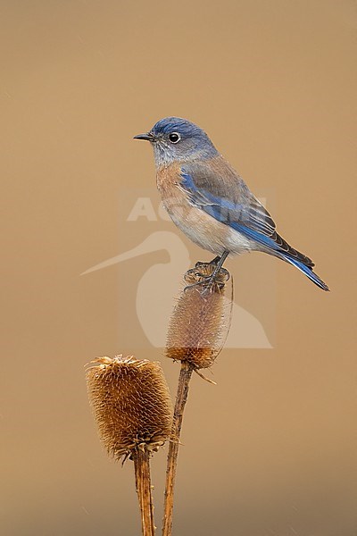 Adult female
Santa Barbara Co., CA
November 2022 stock-image by Agami/Brian E Small,