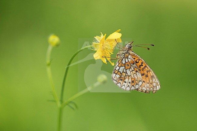 Zilveren maan; Small Pearl-bordered Fritillary; Boloria selene stock-image by Agami/Walter Soestbergen,