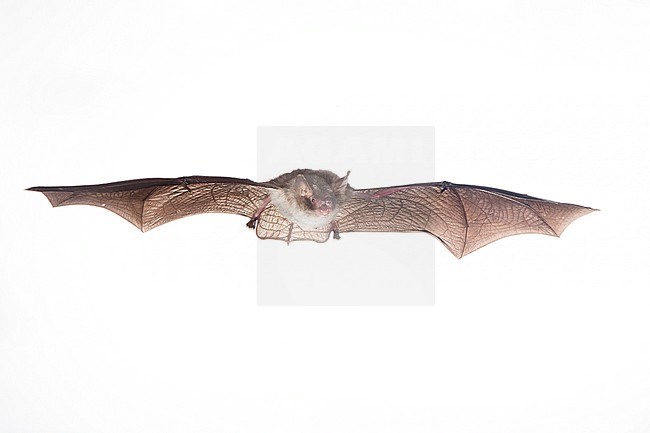 Franjestaart vliegend, Natterer's bat flying stock-image by Agami/Theo Douma,
