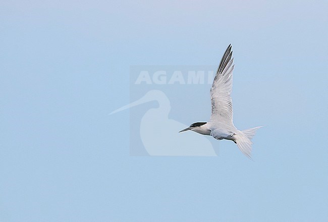 Adult Roseate Tern (Sterna dougallii) fishing in Ponta Delgada Harbour on the island Terceira in the Azores. stock-image by Agami/David Monticelli,