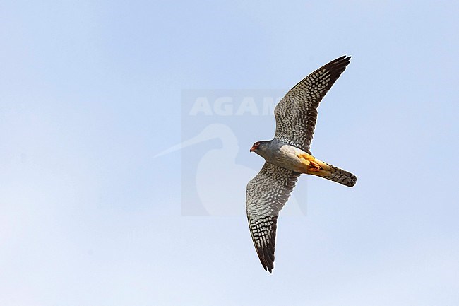 Second calendar year male Amur Falcon (Falco amurensis) in flight in Mongolia. Seen from below. stock-image by Agami/Mathias Putze,