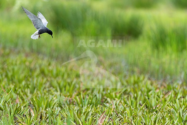 Summer plumaged adult Black Tern, Chlidonias niger, in Groningen, Netherlands. stock-image by Agami/Marc Guyt,