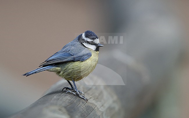 African Blue Tit (Cyanistes teneriffae teneriffae) in Tenerife, Canary Islands stock-image by Agami/Helge Sorensen,