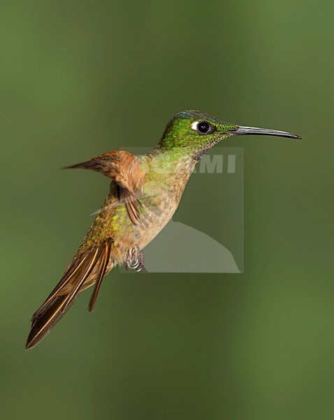 Bruinborstbriljantkilibrie in vlucht, Fawn-breasted Brilliant in flight stock-image by Agami/David Hemmings,