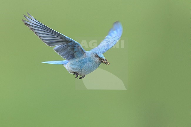 Adult male
Logan Lake, B.C., Canada
June 2015 stock-image by Agami/Brian E Small,