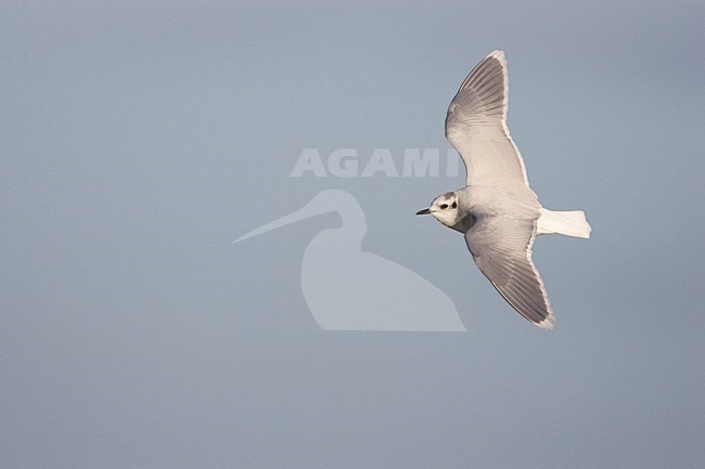 Adult winter Dwergmeeuw in de vlucht; Adult winter Little Gull in flight stock-image by Agami/Menno van Duijn,