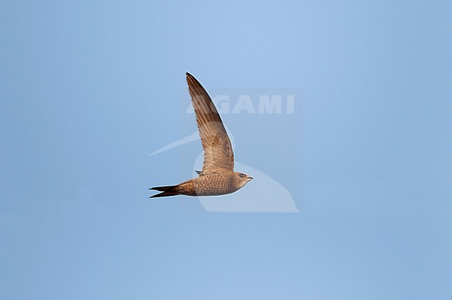 Pallid Swift (Apus pallidus) in flight in Spain. stock-image by Agami/Ran Schols,