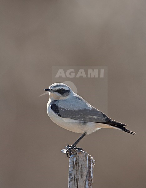 Northern Wheatear male perched on branch; Tapuit man zittend op tak stock-image by Agami/Jari Peltomäki,