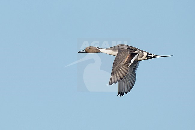 Adult male
Riverside Co., CA
January 2022 stock-image by Agami/Brian E Small,