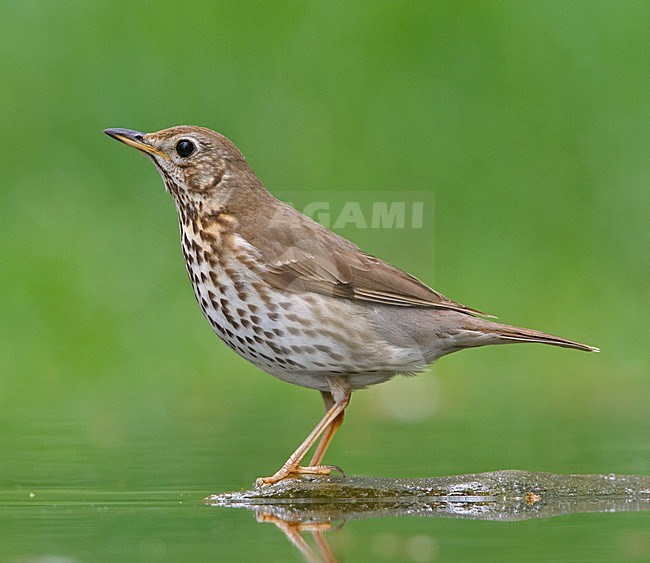 Zanglijster bij drinkplaats; Song Thrush ready to drink stock-image by Agami/Markus Varesvuo,