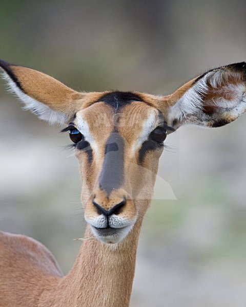 Impala vrouwtje close up kop Namibie, Black-faced Impala female close-up head Namibia stock-image by Agami/Wil Leurs,
