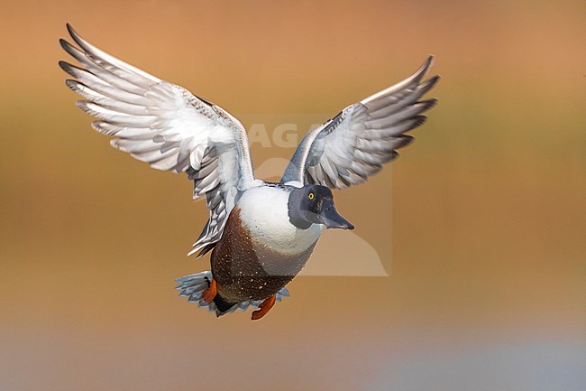 Adult male Northern Shoveler (Anas clypeata) in flight during spring migration on a lake in central Italy. stock-image by Agami/Daniele Occhiato,
