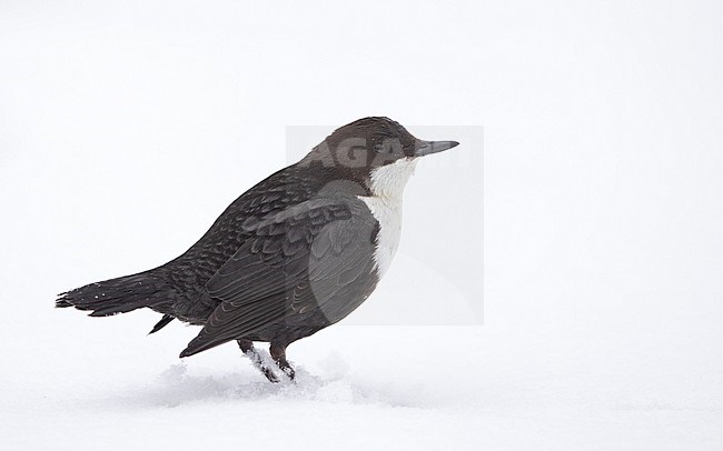 White-throated Dipper (Cinclus cinclus cinclus) standing in snow with white background stock-image by Agami/Helge Sorensen,
