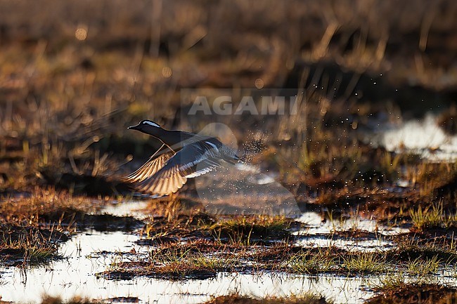 Garganey (Spatula querquedula), adult male taking off in evening backlight, Finland stock-image by Agami/Kari Eischer,