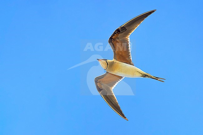 Collared Pratincole, Glareola pratincola, in Italy. stock-image by Agami/Daniele Occhiato,