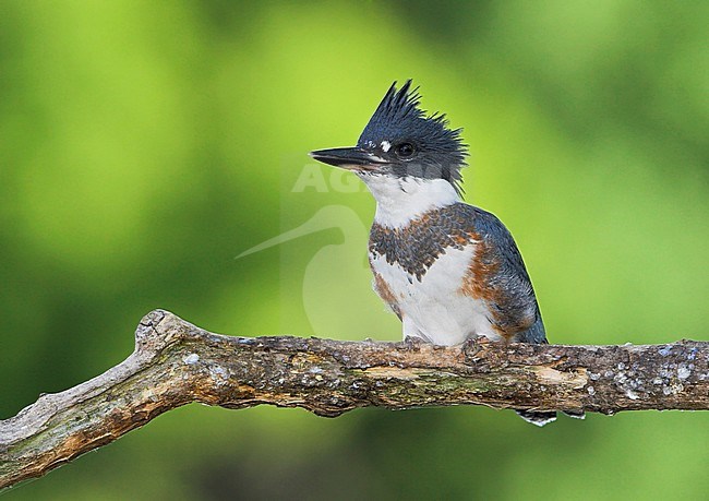 Belted Kingfisher (Ceryle alcyon)  perched on a branch in Mississauga, Ontario, Canada. stock-image by Agami/Glenn Bartley,