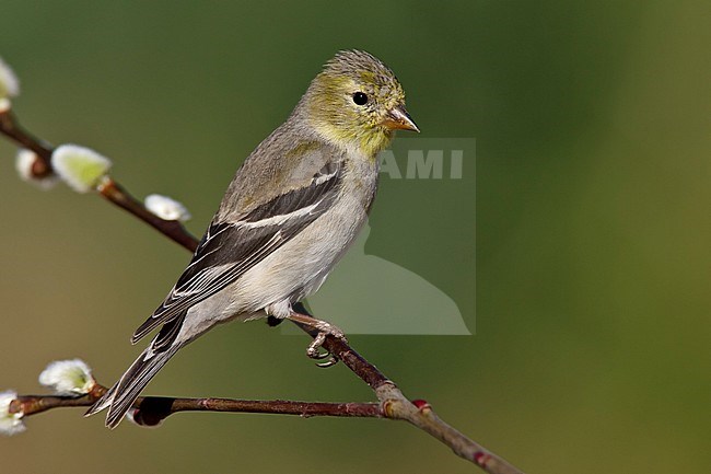 Adult non-breeding
Kern Co., CA
March 2005 stock-image by Agami/Brian E Small,