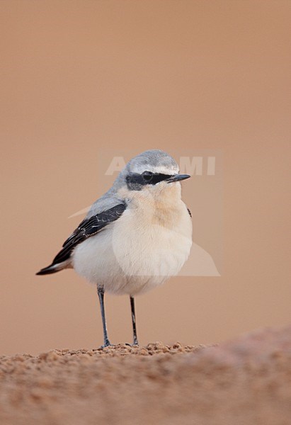 Mannetje Tapuit zittend op de grond; Male Northern Wheatear perched on the ground stock-image by Agami/Markus Varesvuo,