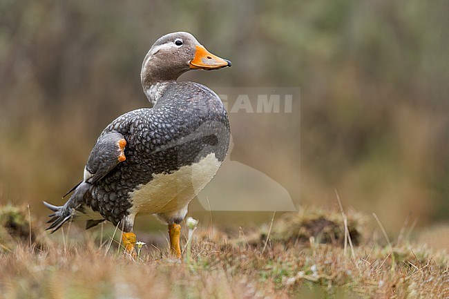 Flying Steamer-Duck (Tachyeres patachonicus) at a laguna in Argentina stock-image by Agami/Dubi Shapiro,