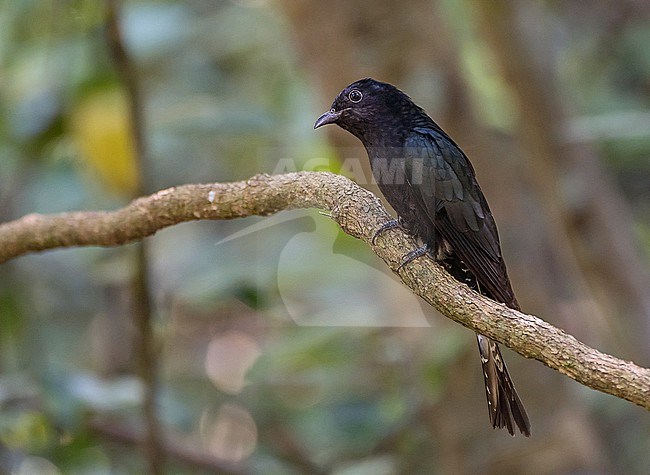 Square-tailed Drongo-Cuckoo (Surniculus lugubris) in Vietnam. stock-image by Agami/Pete Morris,