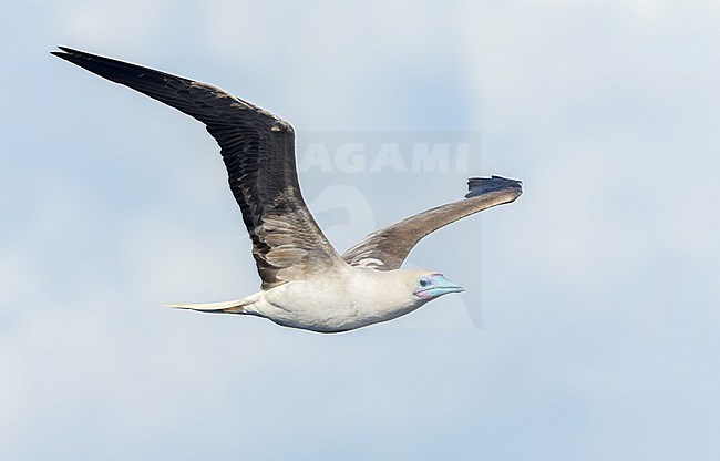 Intermediate morph Red-footed booby (Sula sula rubripes) at sea in the Pacific Ocean, around the Solomon Islands. stock-image by Agami/Marc Guyt,