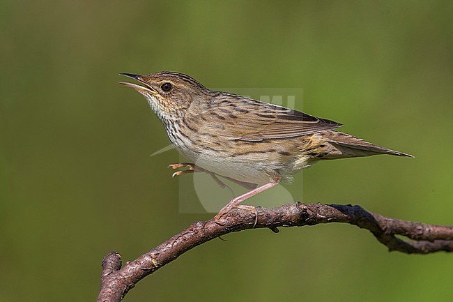 Kleine Sprinkhaanzanger; Lanceolated Warbler; Locustella lanceolata stock-image by Agami/Daniele Occhiato,