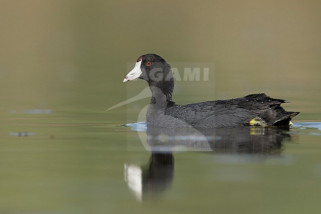 Adult American Coot (Fulica americana) in late spring
Kamloops, B.C.
June 2015 stock-image by Agami/Brian E Small,