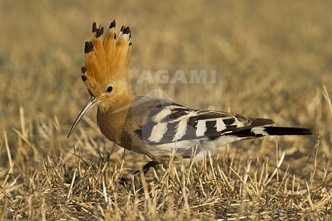 Eurasian Hoopoe foraging on the ground; Hop foeragerend op de grond stock-image by Agami/Daniele Occhiato,