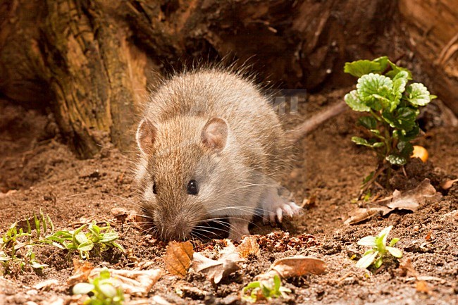 Bruine Rat; Brown Rat stock-image by Agami/Theo Douma,