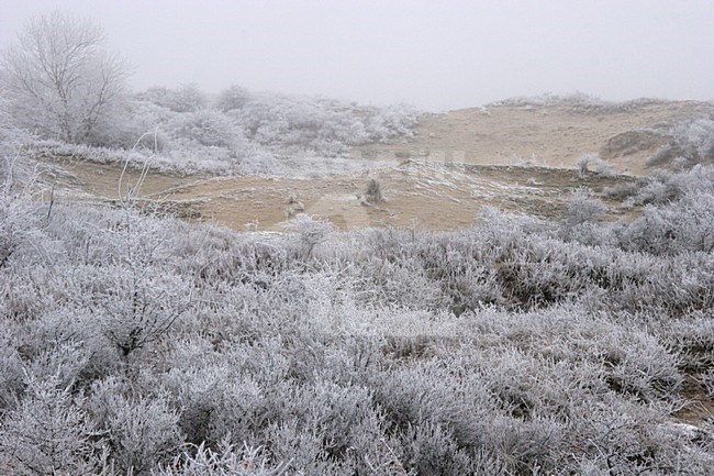 Winters duinlandschap in Berkheide; Berkheide in winter stock-image by Agami/Menno van Duijn,