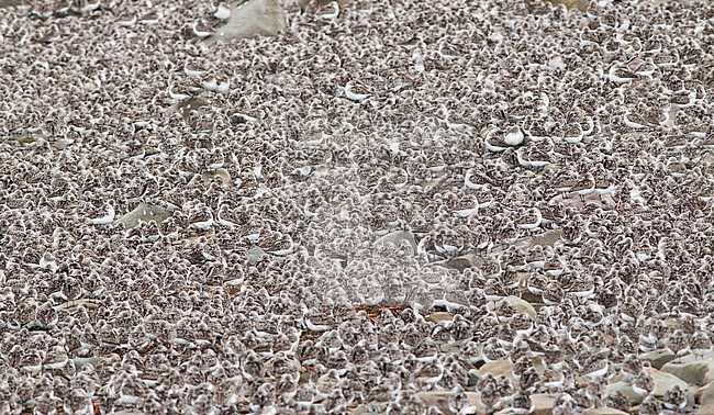 Large flock of Semipalmated Sandpipers (Calidris pusilla) roosting in Westmorland, New Brunswick, Canada. stock-image by Agami/Ian Davies,