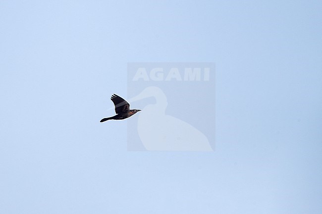 Common Grackle (Quiscalus quiscula), adult in flight in Florida, USA stock-image by Agami/Helge Sorensen,