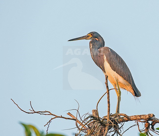 Wintering Tricolored Heron, Egretta tricolor ruficollis, in Mexico. stock-image by Agami/Pete Morris,