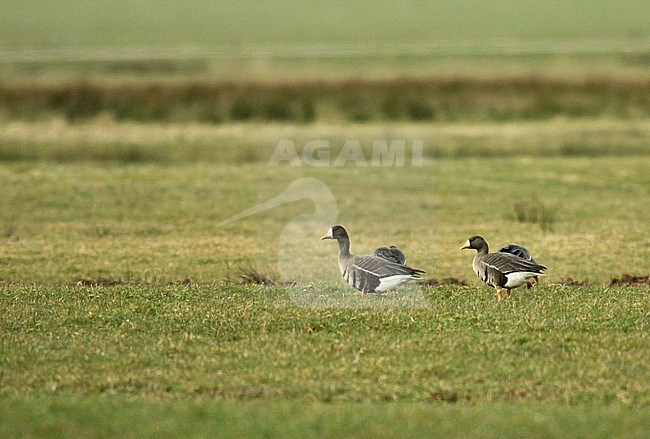 Greenland White-fronted Goose (Anser albifrons flavirostris) in a green meadow during winter in the Netherlands stock-image by Agami/Fred Visscher,