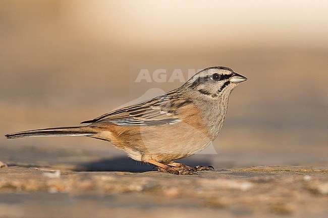 Rock Bunting -Zippammer - Emberiza cia ssp. cia, Spain, adult male stock-image by Agami/Ralph Martin,