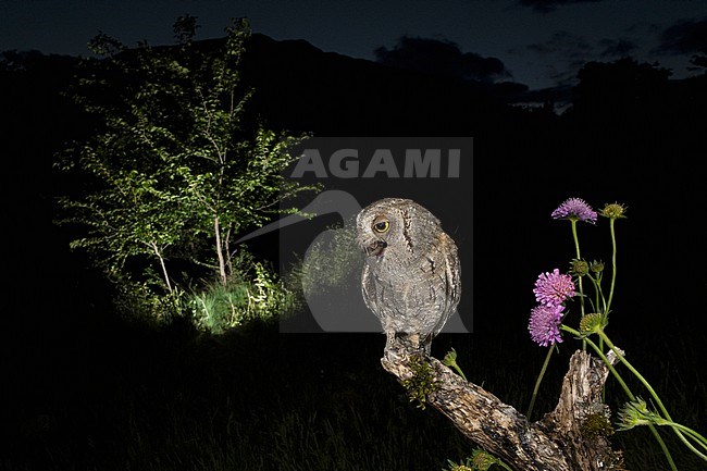 Eurasian Scops Owl (Otus scops scops) during the night in Italy. stock-image by Agami/Alain Ghignone,