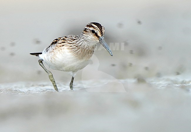 Broad-billed Sandpiper (Calidris falcinellus) during autumn migration in Mongolia. stock-image by Agami/Dani Lopez-Velasco,