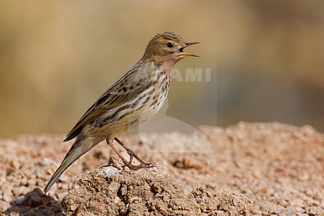 Volwassen roepende Roodkeelpieper; Adult Red-Throated Pipit calling stock-image by Agami/Daniele Occhiato,