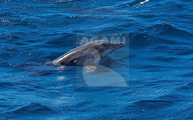 Rough-toothed Dolphin (Steno bredanensis) swimming 3km off Ponta da Dobradeira, Sao Nicolau, Cape Verde. stock-image by Agami/Vincent Legrand,